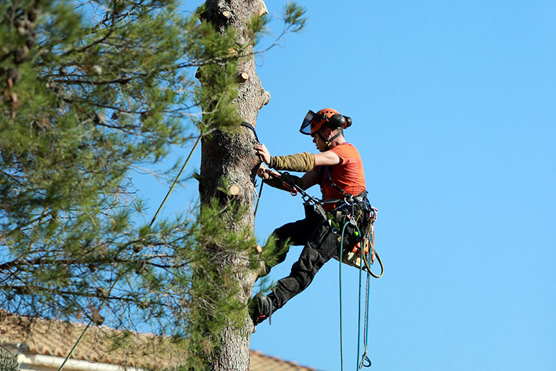 Workers Compensation for Tree Trimming