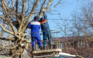 Tree Trimming Electrocution Risks