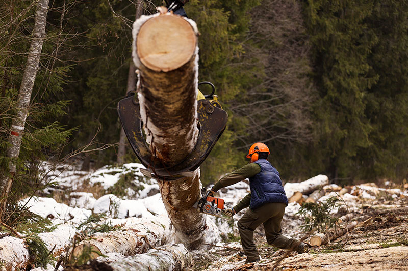 Workers Compensation Insurance for Logging