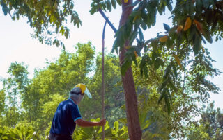 Tree Trimming Industry – Heat Exposure Risks