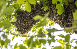 Tree Trimming Industry – Insect Stings 