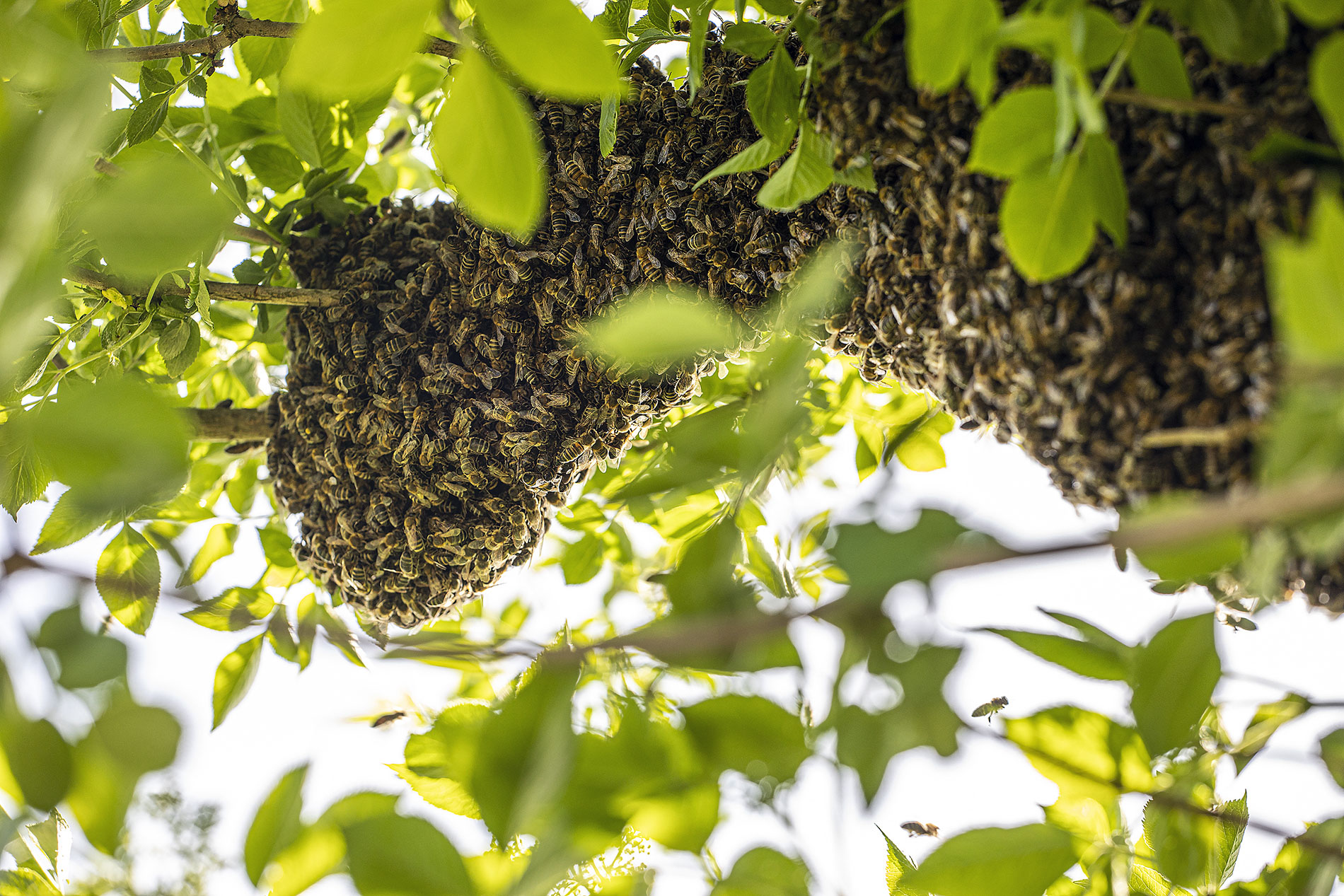 Tree Trimming Industry – Insect Stings 