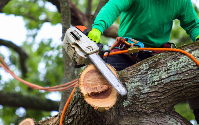 Tree Trimming Industry – Falling Object Risks in Tree Excavation