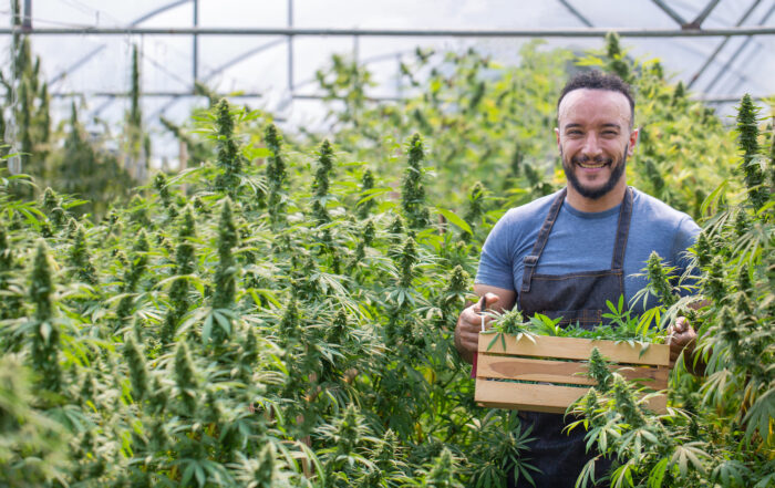The Benefits of a PEO for Your Cannabis Industry Clients