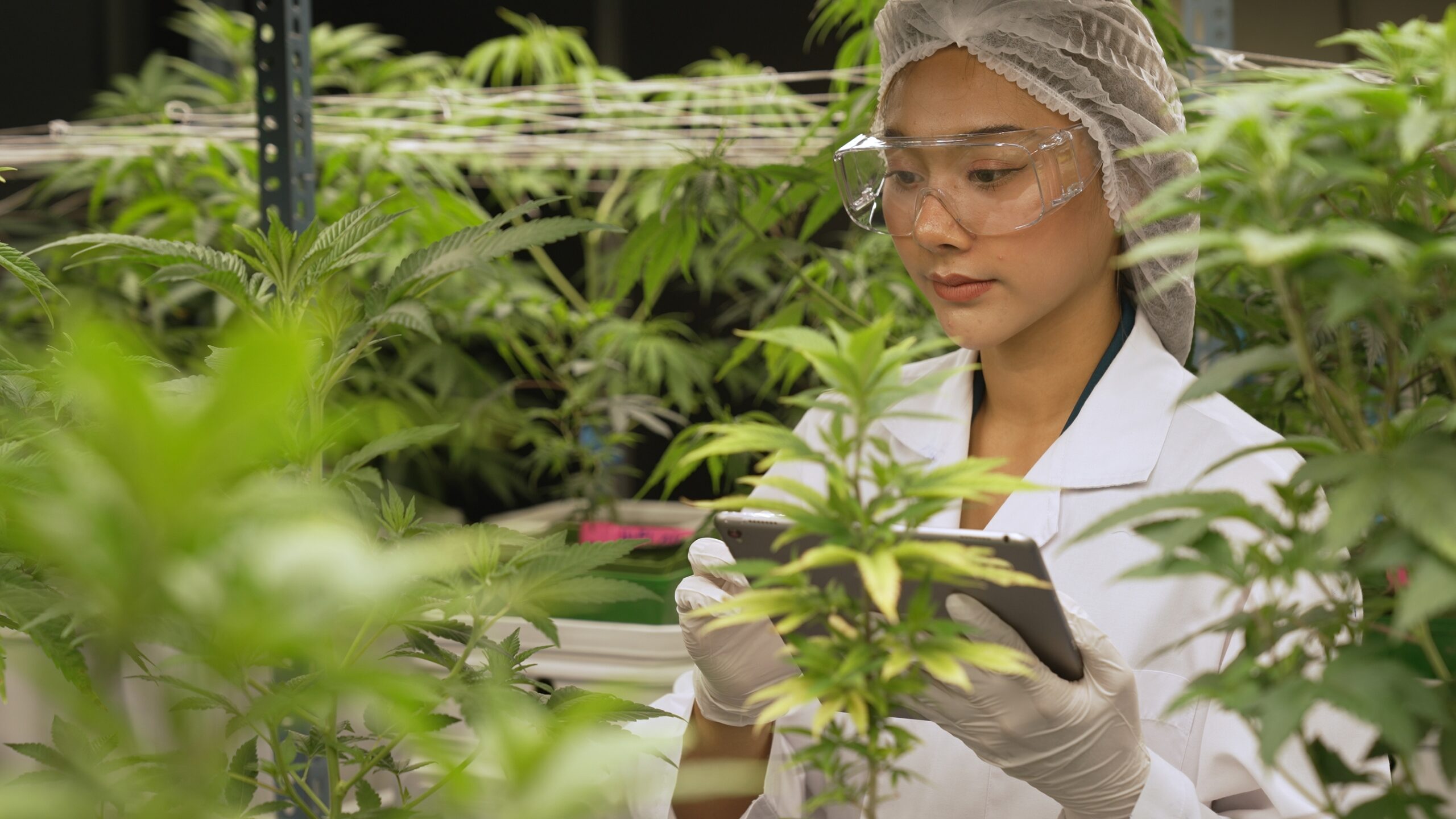 Cannabis industry – Cannabis extractor injury risks Cannabis industry – Cannabis extractor injury risks