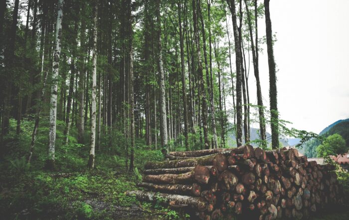 The Benefits of a PEO Partnership for Your Logging Industry Clients