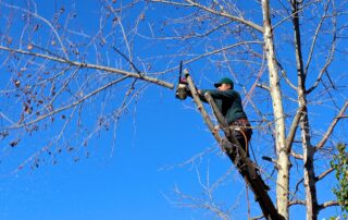 PEO and Workers' Compensation Options for Tree Trimming Clients with Equipment Injury Risks