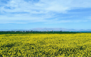 Oilseed Farming Hazards: Why a PEO Might Be the Best Fit