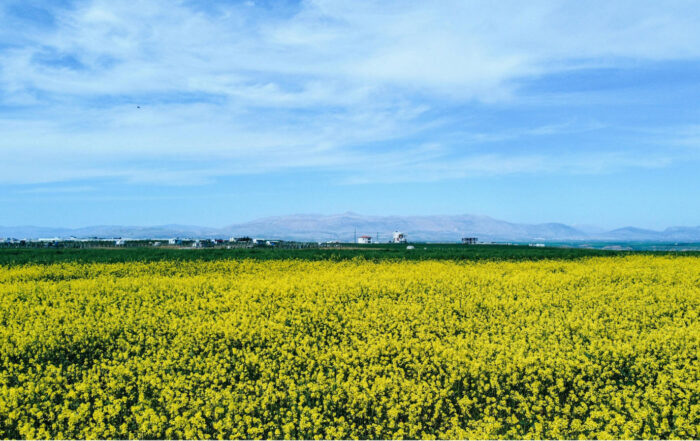 Oilseed Farming Hazards: Why a PEO Might Be the Best Fit