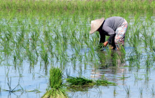 Weather & Heat Risks in Rice and Soybean Fields